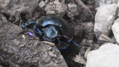 Gübre böceği, Geotrupes stercorarius, gübre topu, Galler, İngiltere, İngiltere,