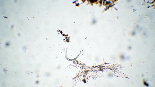 Nematoda Nematoda Mikroskopem Mikroskop 100 Řeka Ticino Itálie — Stock video