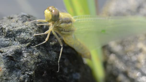 Dragonfly Just Metamorfosed Aeschna Cyanea Anisoptera Libellula Fiume Stagno Torrente — Video Stock