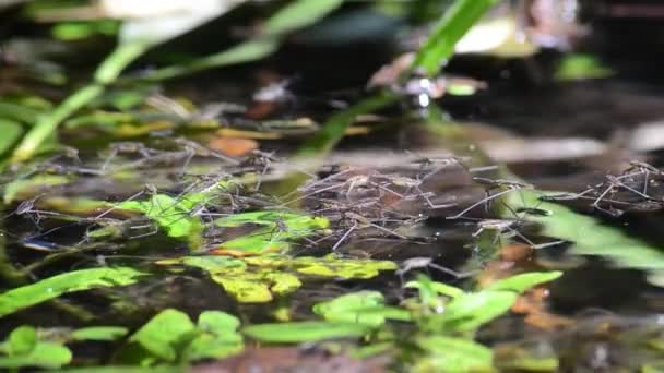 Damm Åkare Vatten Strider Gerris Paludum Gemensam Damm Åkare Vatten — Stockvideo