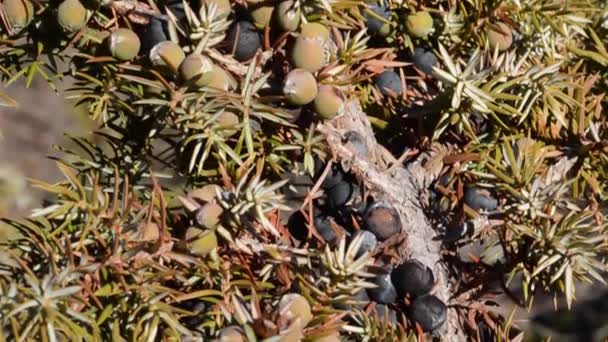Juniperus Familie Cupressaceae Berg Cogne Italië Nationaal Park Gran Paradiso — Stockvideo