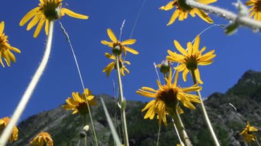 Arka planda mavi gökyüzü olan sarı çiçek tarlası