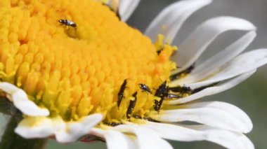 Doğadaki arıların çiçeklerini kapatın.