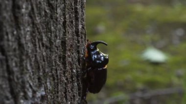 Gergedan böceği, Oryctes nasicornis, misk, coleoptera, böcek, Monza Park, Lambro Vadisi Bölge Parkı, Monza, MB, İtalya, böcek