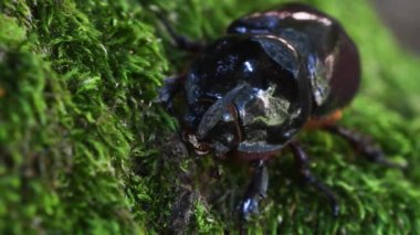 Gergedan böceği, Oryctes nasicornis, misk, coleoptera, böcek, Monza Park, Lambro Vadisi Bölge Parkı, Monza, MB, İtalya