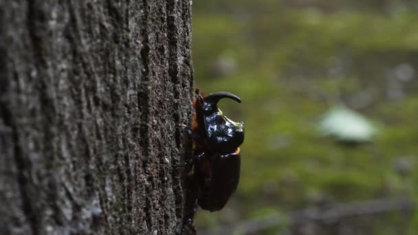 Besouro Rinoceronte Oryctes Nasicornis Almíscar Coleoptera Inseto Monza Park Lambro — Vídeo de Stock