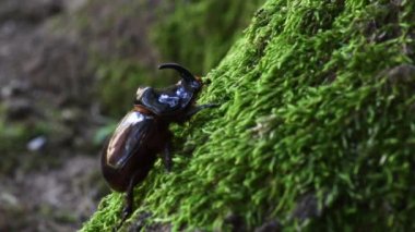 Gergedan böceği, Oryctes nasicornis, fall, on musk, coleoptera, böcek, Monza Park, Lambro Valley Regional Park, Monza, MB, Italy