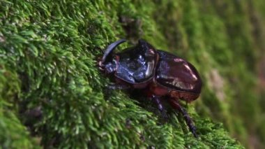Gergedan böceği, Oryctes nasicornis, misk, coleoptera, böcek, Monza Park, Lambro Vadisi Bölge Parkı, Monza, MB, İtalya