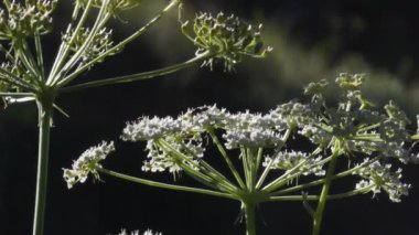 Bulanık doğada çiçekler üzerindeki kelebekler