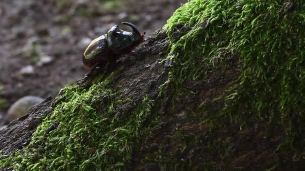 Neushoornkever Oryctes Nasicornis Muskus Coleoptera Insect Monza Park Lambro Valley — Stockvideo