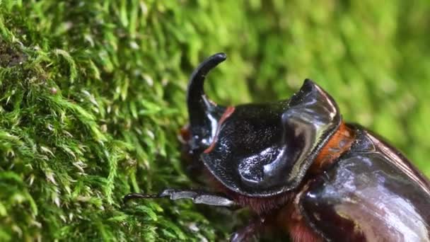 Neushoornkever Oryctes Nasicornis Muskus Coleoptera Insect Monza Park Lambro Valley — Stockvideo