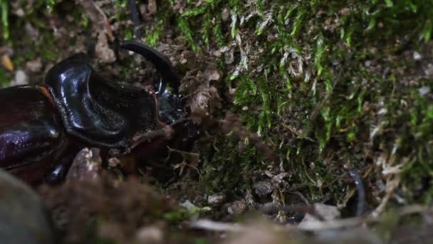 Besouro Rinoceronte Oryctes Nasicornis Almíscar Coleoptera Inseto Monza Park Lambro — Vídeo de Stock