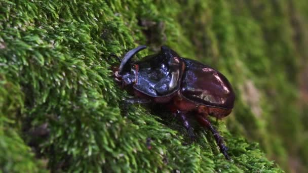 Coleottero Rinoceronte Oryctes Nasicornis Muschio Coleotteri Insetti Parco Monza Parco — Video Stock