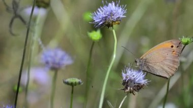 Mor çiçeğin üzerinde kelebek