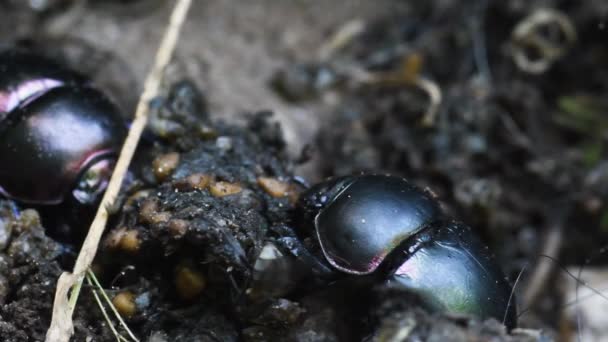 Dyngbagge Fluga Geotrupidae Skalbaggar Coleoptera Jordborrade Dyngbaggar Dyngbagge Geotrupidae Skalbaggar — Stockvideo