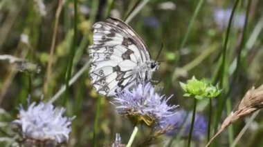 Mor çiçeğin üzerinde kelebek