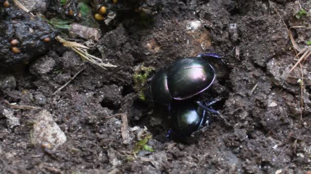 Ganajtúró Bogár Légy Geotrupidae Bogarak Coleoptera Földunalmas Ganajtúró Bogarak Ganajtúró — Stock videók