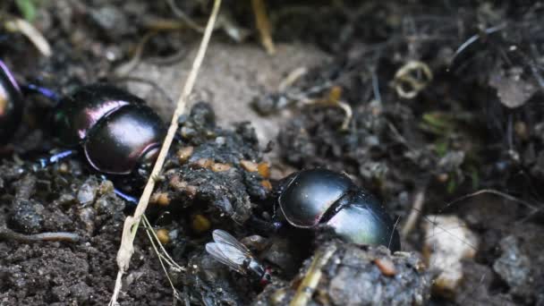 Kumbang Kotoran Terbang Geotrupidae Kumbang Coleoptera Kumbang Kotoran Yang Membosankan — Stok Video