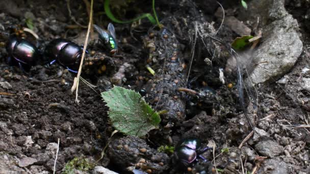 Ganajtúró Bogár Légy Geotrupidae Bogarak Coleoptera Földunalmas Ganajtúró Bogarak Ganajtúró — Stock videók