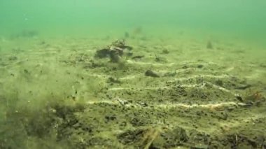 Kurbağa ile su altı görünümünü temizle