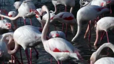 daha büyük flamingo, Phoenicopterus gülü, besleme, kuş, IUCN Kırmızı Listesi, Camargue, grup, kuş, pembe, gaga, su, 
