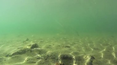 Yaban ördekleri su altında bir gölette yüzüyorlar.