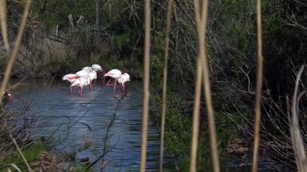 Flamingo Maior Phoenicopterus Roseus Alimentação Pássaro Lista Vermelha Iucn Camargue — Vídeo de Stock