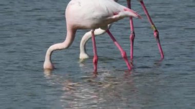 daha büyük flamingo, Phoenicopterus gülü, besleme, kuş, IUCN Kırmızı Listesi, Camargue, grup, kuş, pembe, gaga, su, 