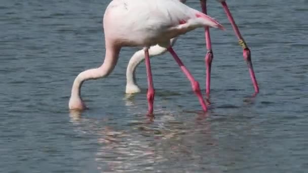 Μεγαλύτερη Φλαμίνγκο Phoenicopterus Roseus Σίτιση Πουλί Iucn Red List Camargue — Αρχείο Βίντεο