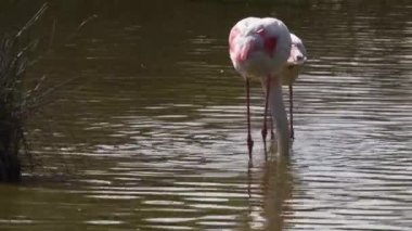 daha büyük flamingo, Phoenicopterus gülü, besleme, kuş, IUCN Kırmızı Listesi, Camargue, grup, kuş, pembe, gaga, su, 