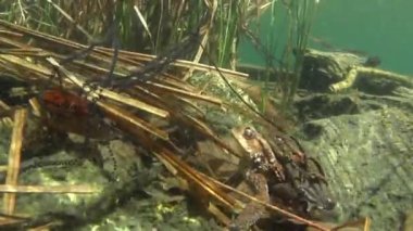 Sığ sularda çiftleşen iki kurbağa, su altı, yumurta, kurbağa, çift, gölet, su, nehir, Sant 'Agostino Gölü, Quarona, İtalya