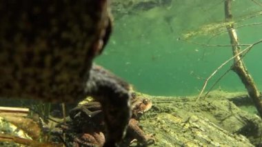 Sığ sularda çiftleşen iki kurbağa, su altı, yumurta, kurbağa, çift, gölet, su, nehir, Sant 'Agostino Gölü, Quarona, İtalya