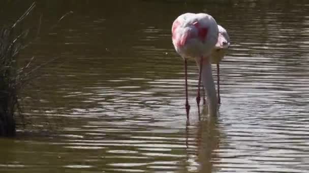 포에니 Iucn Red List Camargument Group Bird Pink Beak Water — 비디오