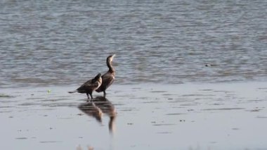 Göldeki kuşlar ya da nehir suyu