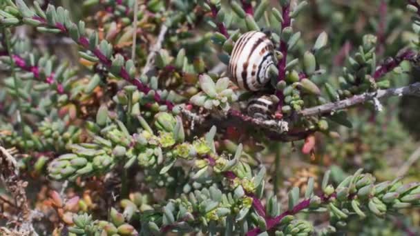 Escargot Terrestre Sur Arbuste Dunaire Rétro Escargot Terrestre Escargot Theba — Video