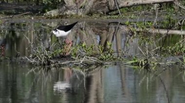 Himantopus himantopus (Himantopus) bir gölet, stilt, siyah kanatlı stilt, yaygın stilt, pied stilt, Himantopus himantopus, yuva, su, bacaklar, bataklık, Padania ovası, Vercelli, İtalya