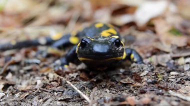 Semender, yangın semenderi, Salamandra semenderi, yakın çekim, amfibi, Albavilla, Lombardia, İtalya
