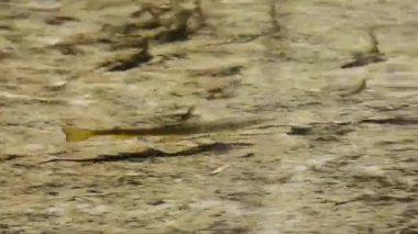 Gran Paradiso Ulusal Parkı 'ndaki bir derede alabalık (Salmo trutta)