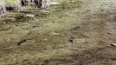 Gran Paradiso Ulusal Parkı 'ndaki bir derede alabalık (Salmo trutta)