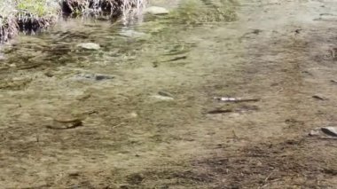 Gran Paradiso Ulusal Parkı 'ndaki bir derede alabalık (Salmo trutta)