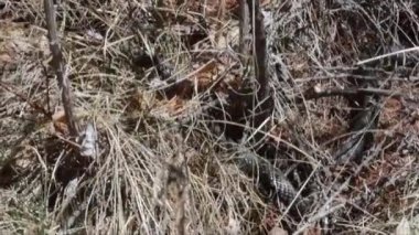 Vipera berus yılanı doğada