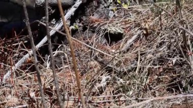 Vipera berus yılanı doğada