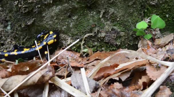 Salamandr Salamandr Salamandra Salamandra Zblízka Obojživelník Albavilla Lombardie Itálie — Stock video