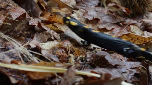 Salamander Feuersalamander Salamandra Salamandra Nahaufnahme Amphibie Albavilla Lombardei Italien — Stockvideo