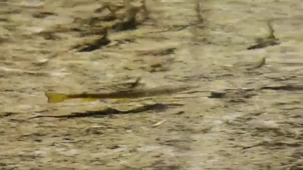 Pstrąg Salmo Trutta Potoku Parku Narodowym Gran Paradiso — Wideo stockowe