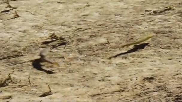 Форель Salmo Trutta Ручье Национального Парка Гран Парадизо — стоковое видео