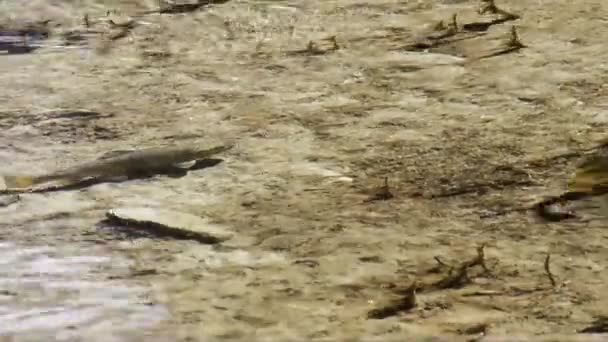 グラン パラディソ国立公園の小川のマス サルモ トラッタ — ストック動画