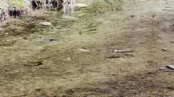 Pstrąg Salmo Trutta Potoku Parku Narodowym Gran Paradiso — Wideo stockowe