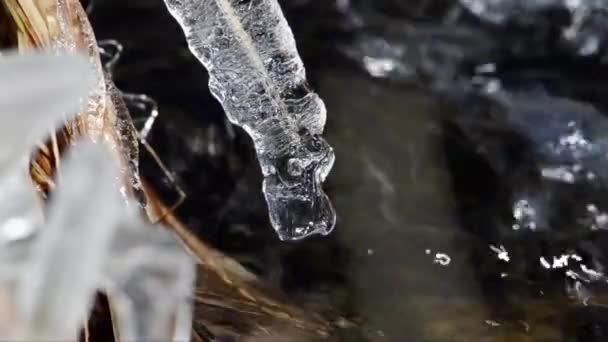 Herbe Gelée Sur Rive Ruisseau Herbe Gelée Glace Rive Ruisseau — Video