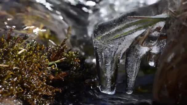 Pstruh Salmo Trutta Potoce Národním Parku Gran Paradiso — Stock video